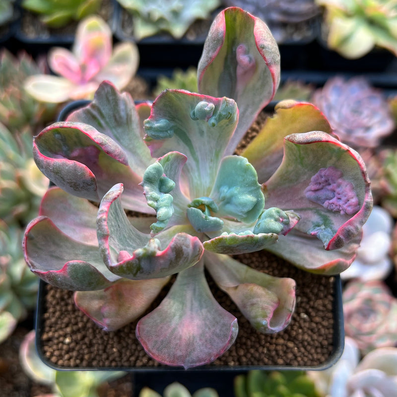 Echeveria 'Beyonce' Variegated 3" Succulent Plant