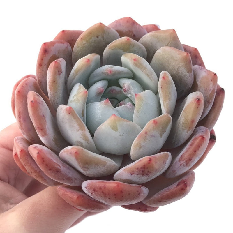 Echeveria 'Orange Monroe' 3"-4" Powdery Succulent Plant