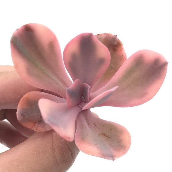 Echeveria 'Angel Wing' Variegated 2"-3" Rare Succulent Plant