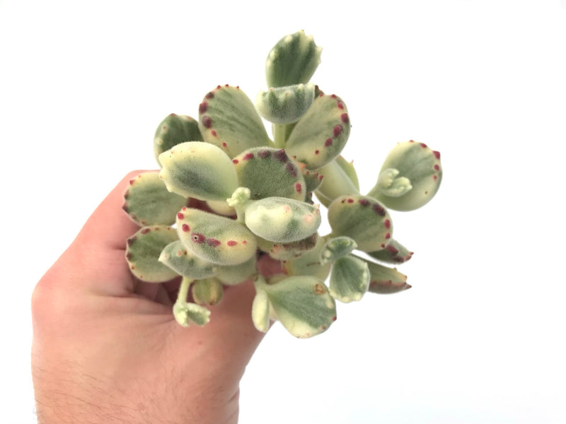 Cotyledon 'Tomentosa' Variegated Cluster 4" Rare Succulent Plant