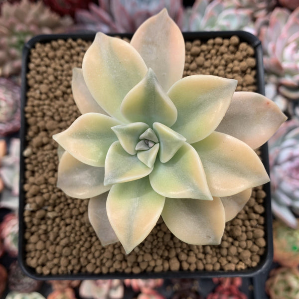 Graptopetalum 'Paraguayense' Variegated 3" Succulent Plant