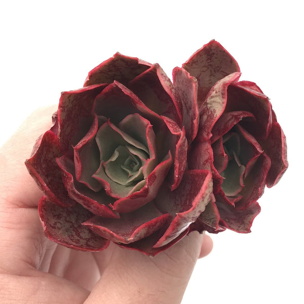 Echeveria 'Longissima' 1"-2" Rare Succulent Plant