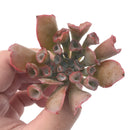 Echeveria 'Trumpet Pinky' 2"-3" Rare Succulent Plant