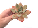 Echeveria 'German Champaign' 3" Succulent Plant