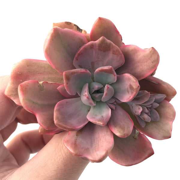 Graptoveria 'Mrs Richards' Variegated 3" Succulent Plant