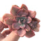 Graptoveria 'Mrs Richards' Variegated 3" Succulent Plant