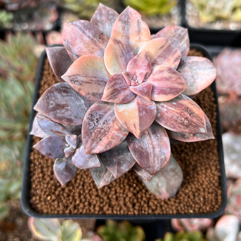 Quetzalcoatlia 'Pentandra Superba' Variegated 2" Succulent Plant (Formerly Graptopetalum 'Pentandrum Superbum' Variegated)