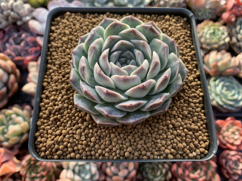 Echeveria 'Giro' 3" Succulent Plant