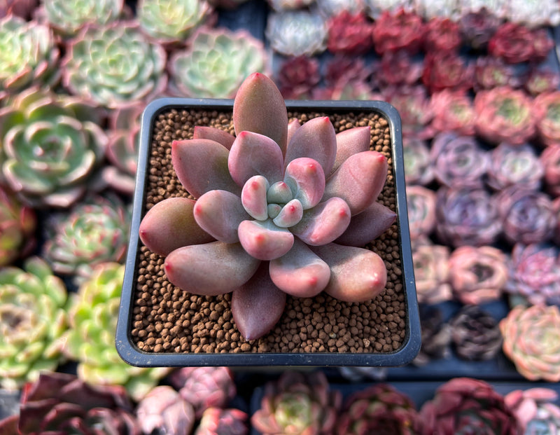 Graptoveria 'Ruby Donna' 2" Succulent Plant