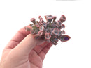 Echeveria 'Trumpet Pinky' 2" Succulent Plant