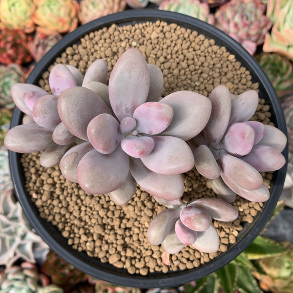 Graptopetalum 'Amethystinum’ 4” Cluster Succulent Plant