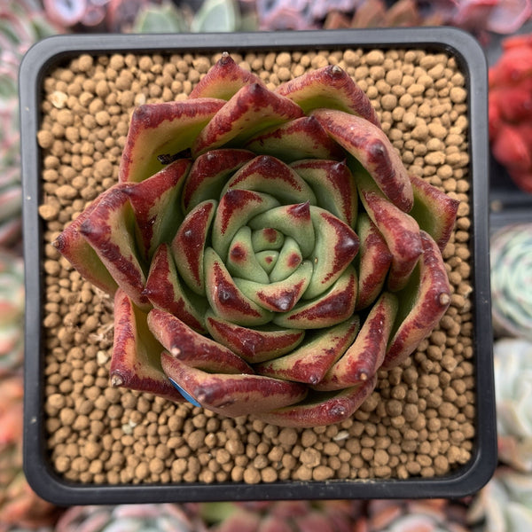 Echeveria Agavoides 'Lipstick' 2"-3" Succulent Plant