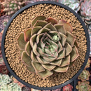 Echeveria 'Kisses' 4"-5" Succulent Plant