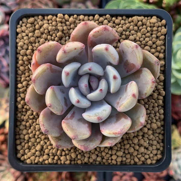 Graptoveria 'Amenova' 2"-3" Succulent Plant