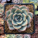 Echeveria 'Amabile' 2"-3" Succulent Plant