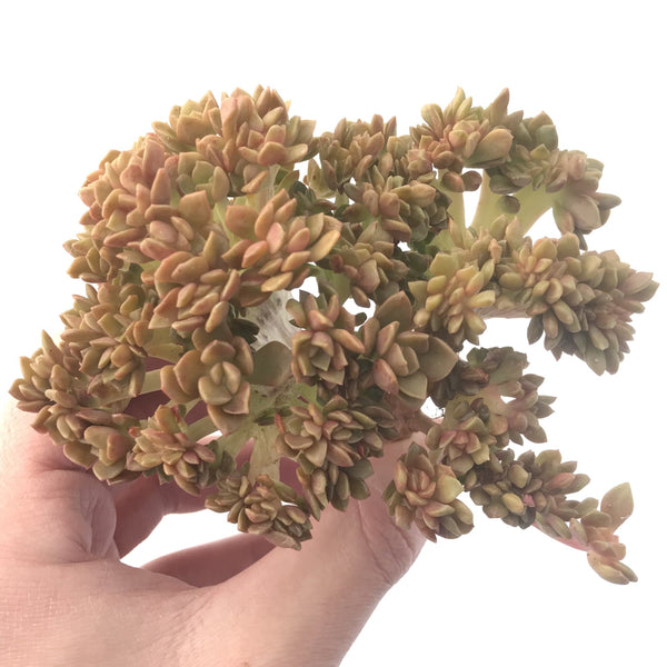 Sedum 'Cuspidatum' Crested 5" Succulent Plant