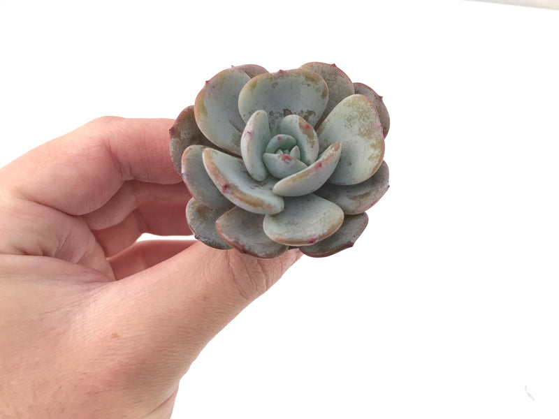 Echeveria 'Icy Purple' 1"-2" Powdery Succulent Plant