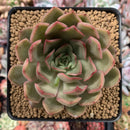 Echeveria Agavoides 'Kisses' 3" Succulent Plant