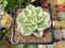 Sedeveria 'Rolly' Variegated 2"-3" Succulent Plant