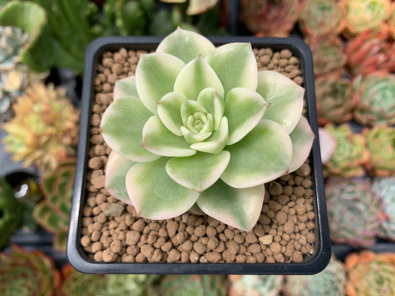 Sedeveria 'Rolly' Variegated 2"-3" Succulent Plant