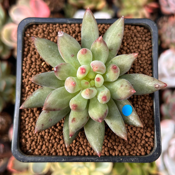 Pachyphytum 'Yeonji' 2" Succulent Plant