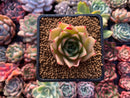 Echeveria Agavoides 'Hongja' 2"-3" Succulent Plant