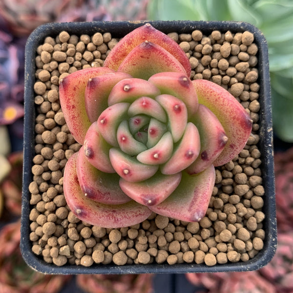 Echeveria Agavoides 'Chalstone' 1" Succulent Plant