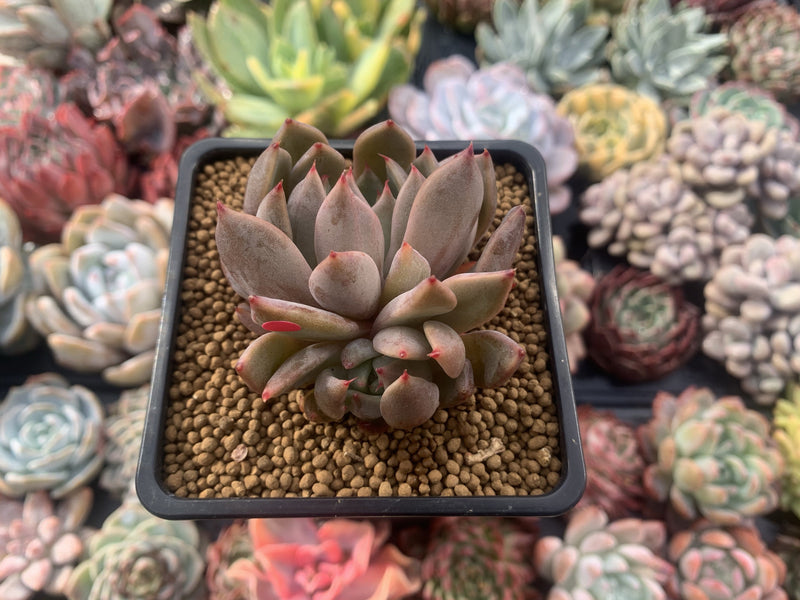 Echeveria Agavoides 'Magic Plot' 2" Succulent Plant