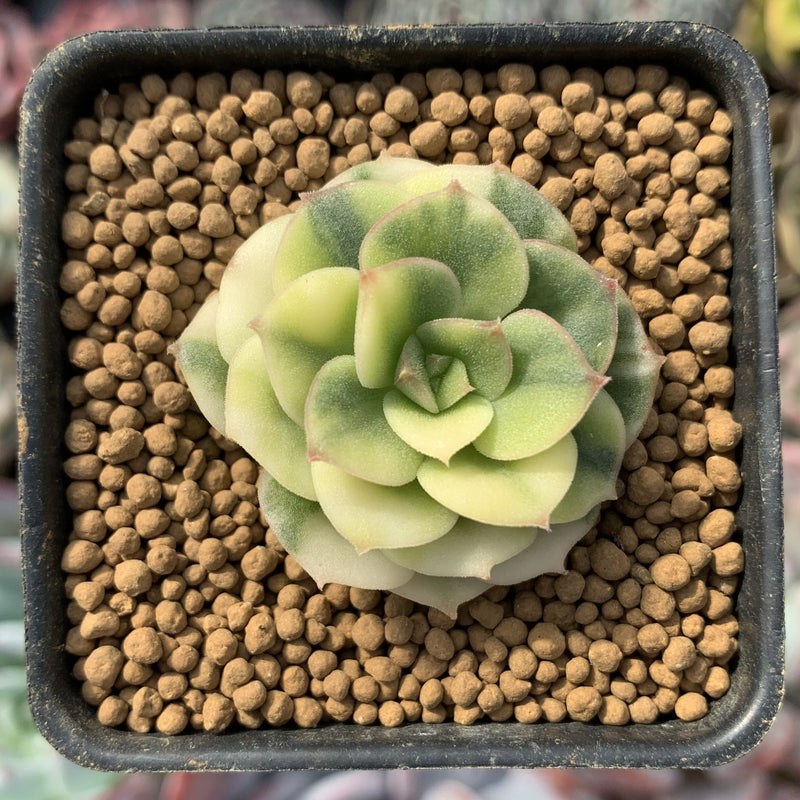 Echeveria 'Nicksana' Variegated 1/2" Very Small Succulent Plant