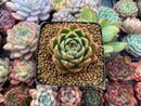 Echeveria Agavoides 'Spicy' 1"-2" Succulent Plant