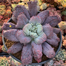 Echeveria 'Linguas' 8" Extremely Large Succulent Plant