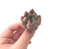 Echeveria 'Pena' New Hybrid 1" Succulent Plant