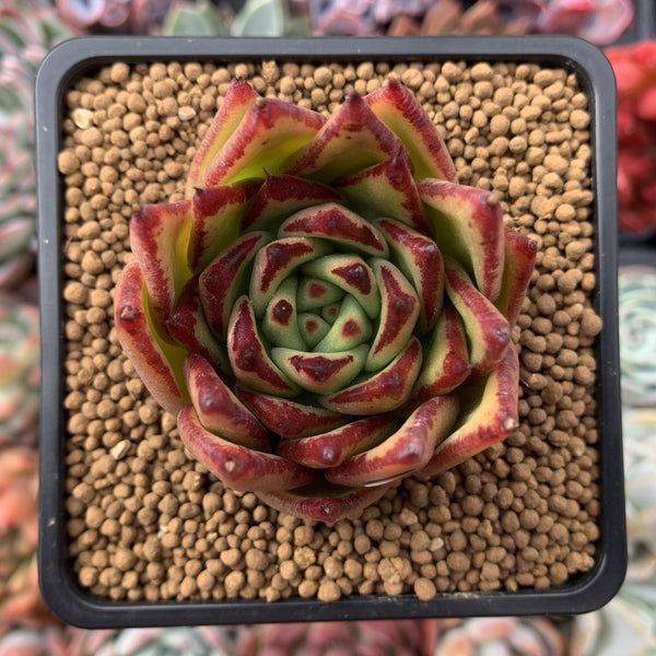 Echeveria Agavoides 'Lipstick' 2"-3" Succulent Plant