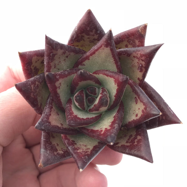 Echeveria Agavoides Superclone 3” Rare Succulent Plant