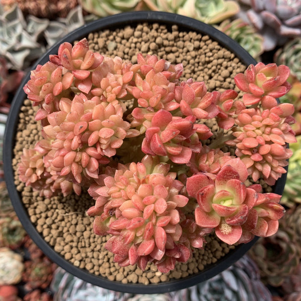 Sedum 'Cuspidatum' Crested 5" Succulent Plant