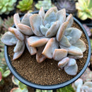 Echeveria 'Snow Shine' 4" Powdery Succulent Plant