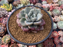 Echeveria 'Amore' 3" Succulent Plant