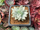 Sedeveria cv 'Supar Brow' Variegated 1" Succulent Plant