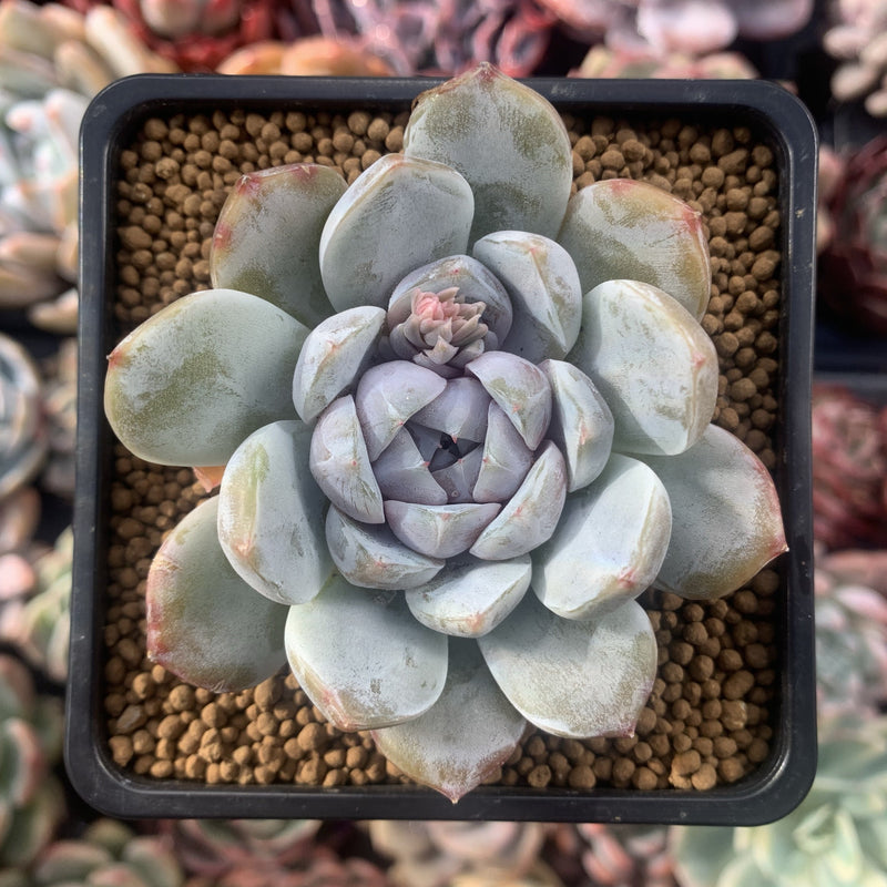 Echeveria 'Snow Bunny' 3" Powdery Succulent Plant