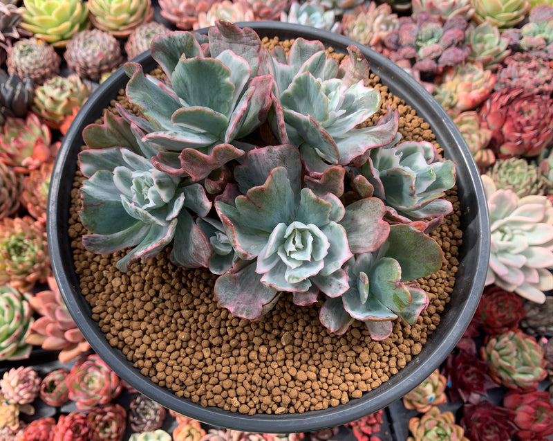 Echeveria 'Berkeley Light' Variegated 7"-8" Large Cluster Succulent Plant