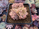 Echeveria 'Mebina' Variegated 3" Cluster Succulent Plant