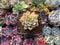 Echeveria 'Mebina' Variegated 1" Succulent Plant