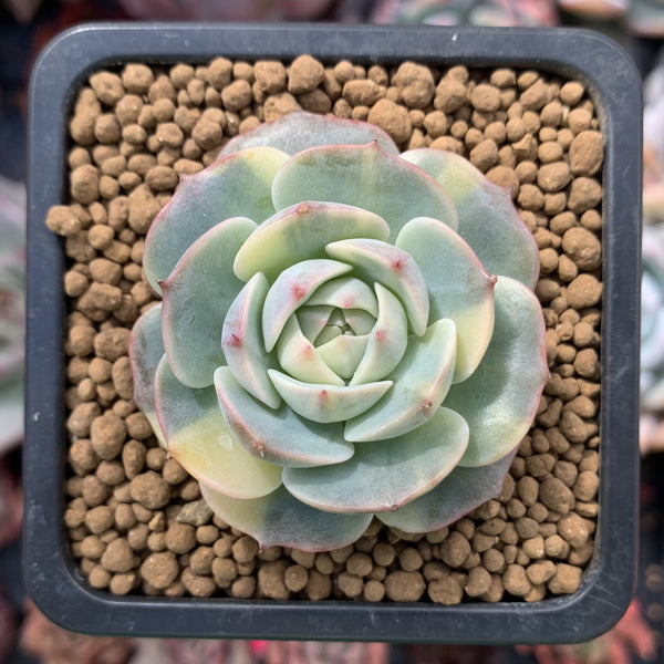 Echeveria 'Bluette' Variegated 1"-2" Succulent Plant