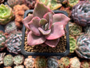 Graptopetalum 'Bainesii' Variegated 2" Succulent Plant