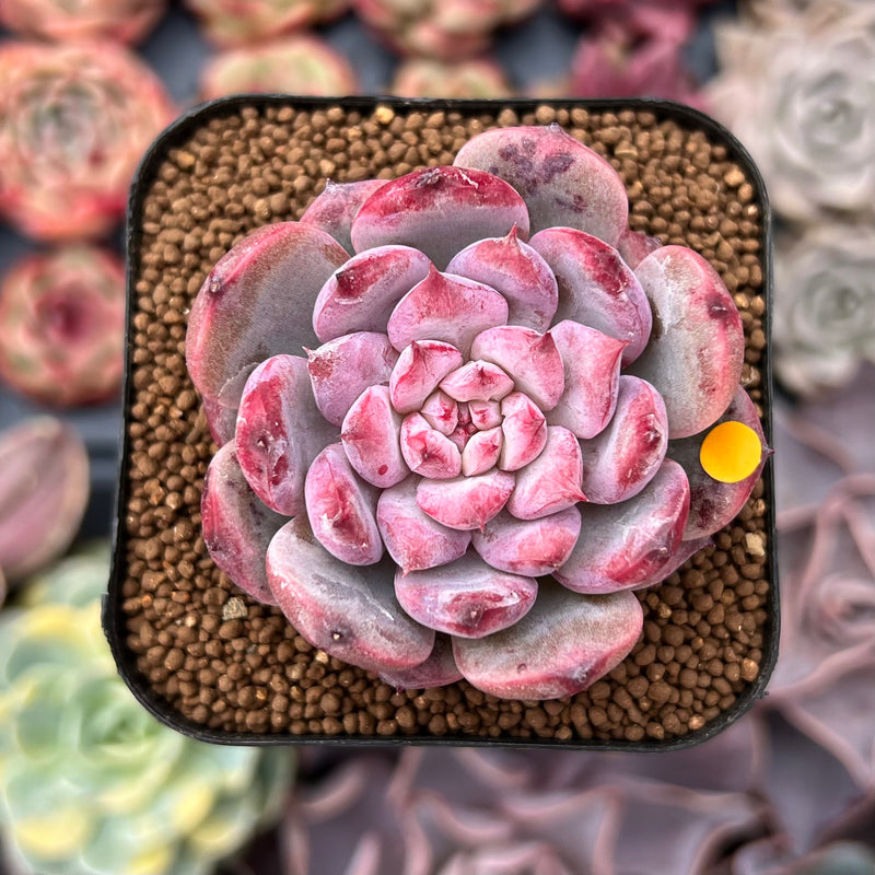 Echeveria 'Cherry Shadow' 1"-2" New Hybrid Succulent Plant