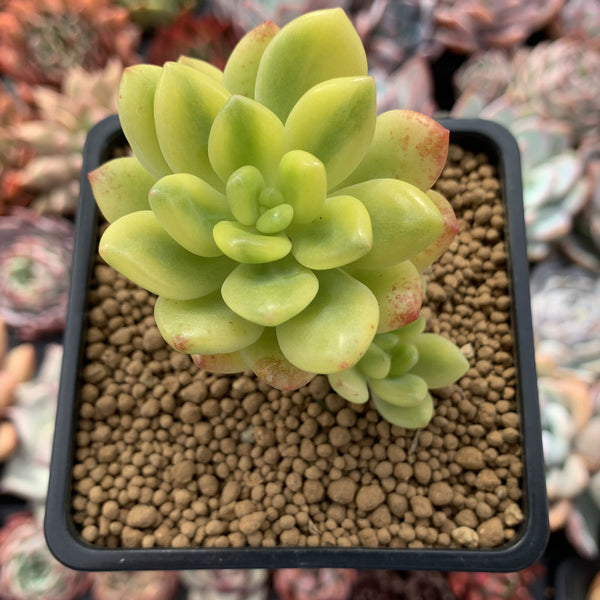 Sedum 'Alice Evans' Variegated 3" Succulent Plant