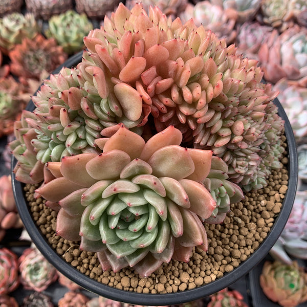 Echeveria Agavoides 'Rajoya' Crested 5"-6" Large Succulent Plant