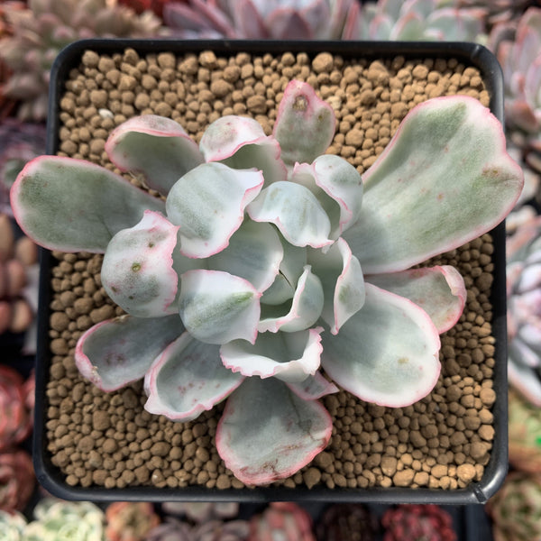 Echeveria 'Berkeley Light' Variegated 3" Succulent Plant