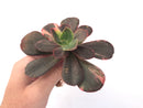 Echeveria 'Primadonna' Variegated 4"-5" Succulent Plant