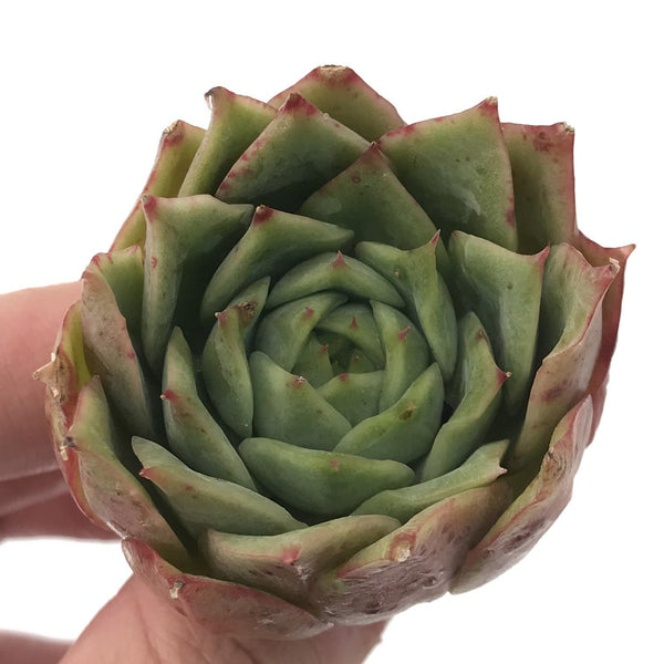 Echeveria Agavoides 'El Greco' 2" Succulent Plant